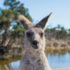 Portrait of a kangaroo by a pond in Melbourne, showcasing Australia's wildlife.